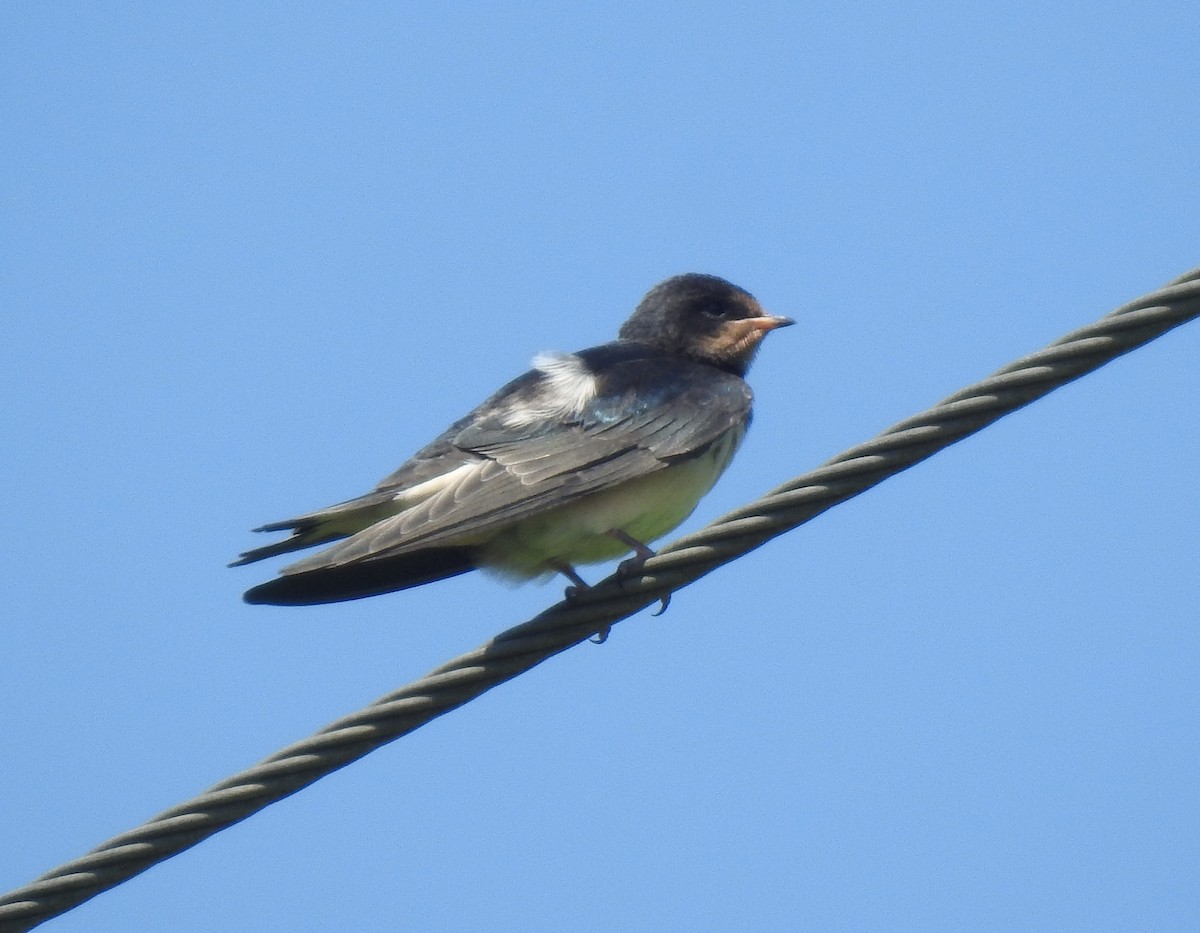 Barn Swallow - Bill Mulhearn