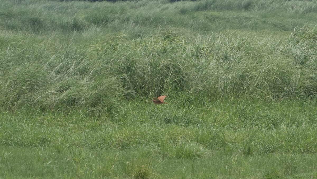 Cinnamon Bittern - ML620881808