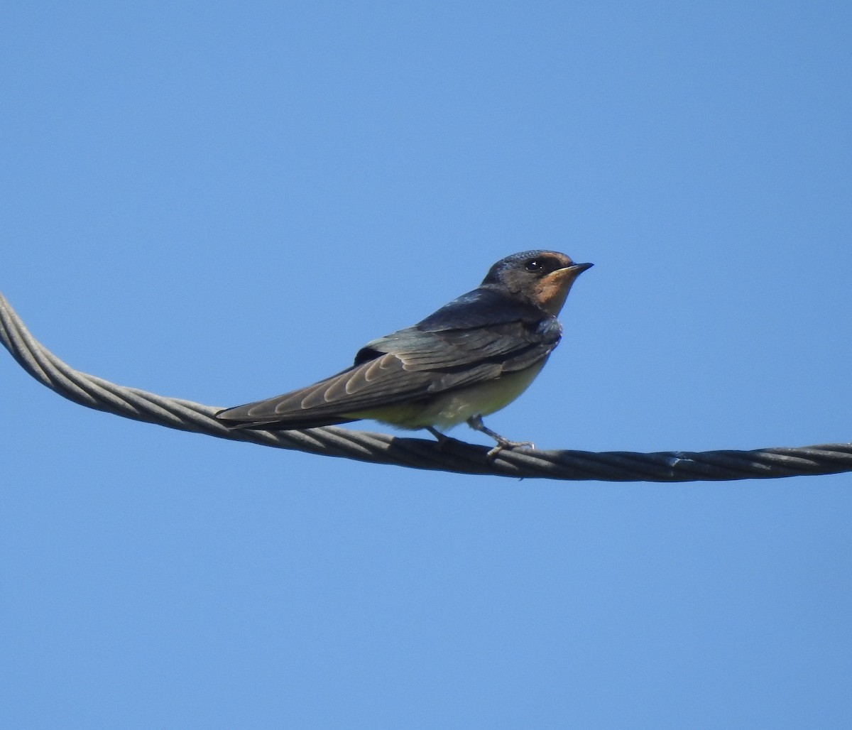Barn Swallow - ML620881809