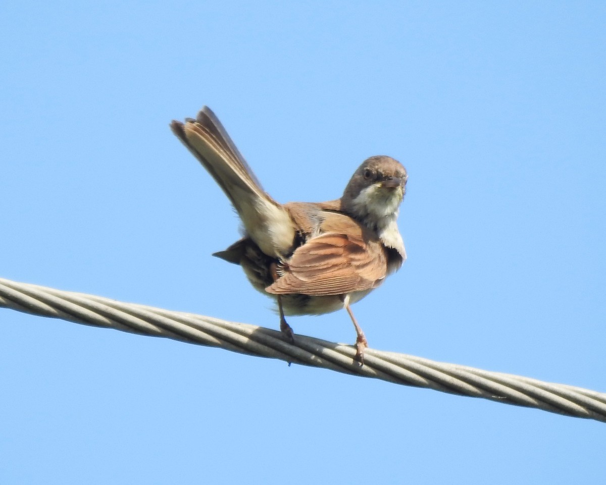 Greater Whitethroat - ML620881812