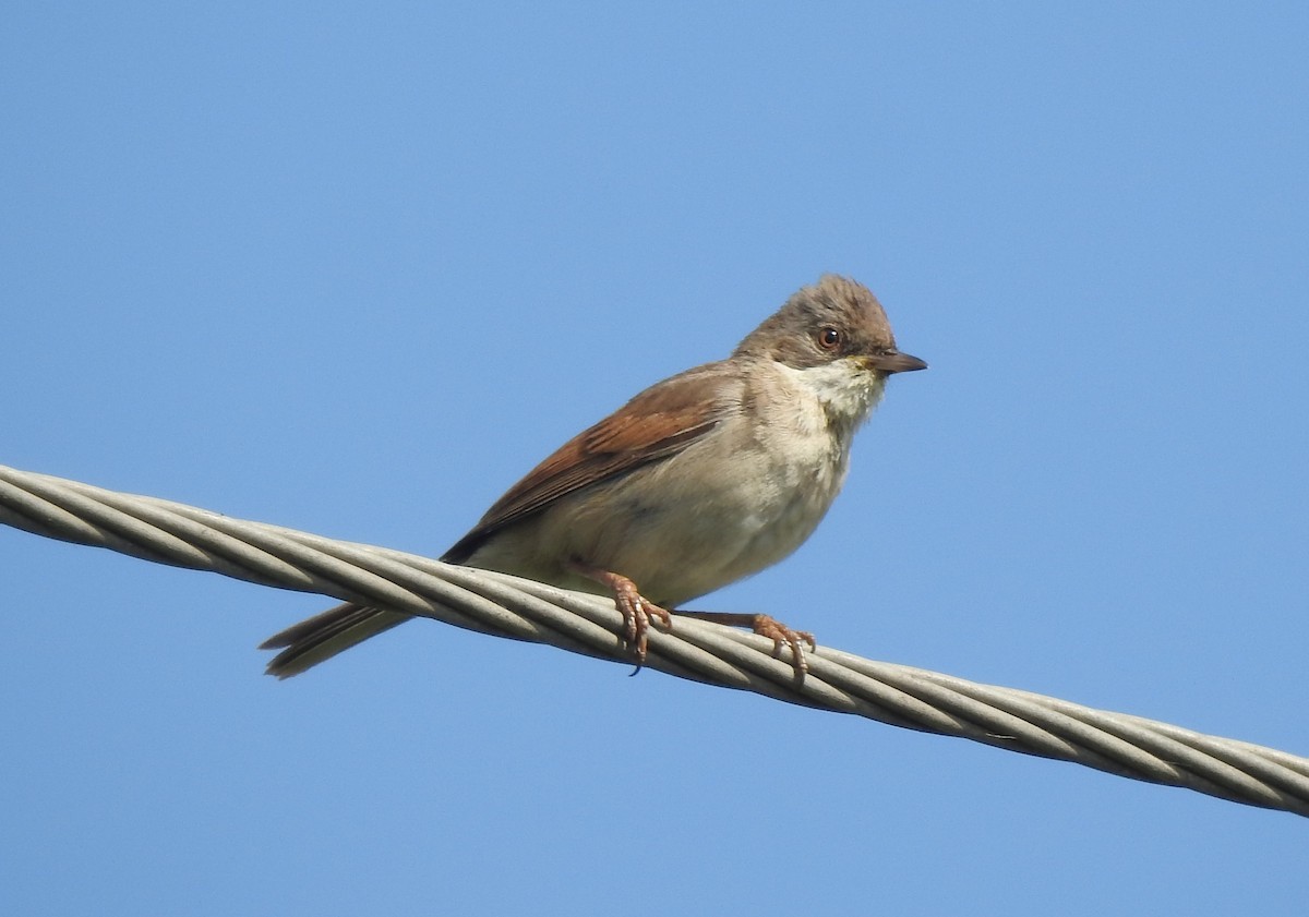 Greater Whitethroat - ML620881814