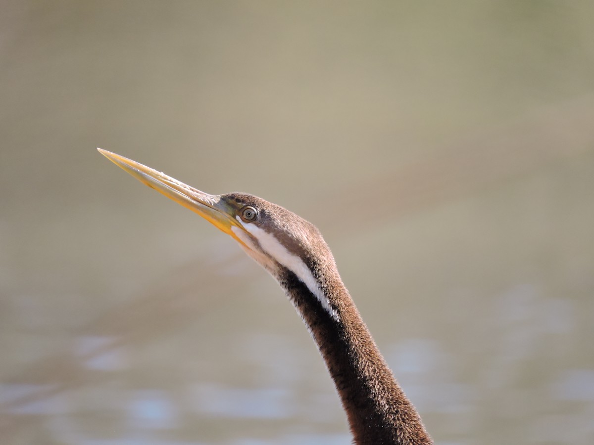 Anhinga d'Australie - ML620881818