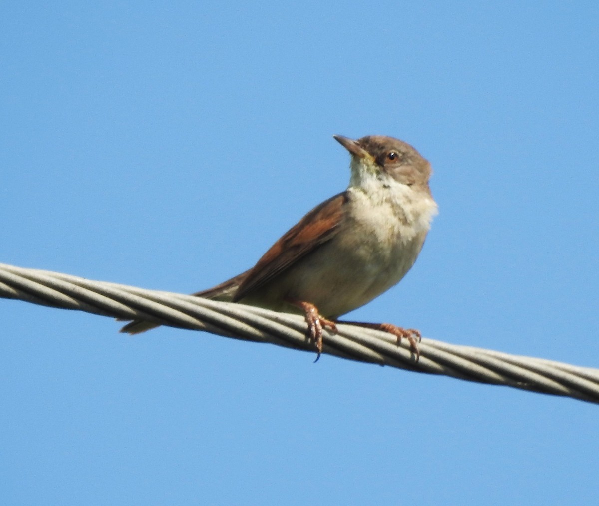 Greater Whitethroat - ML620881820