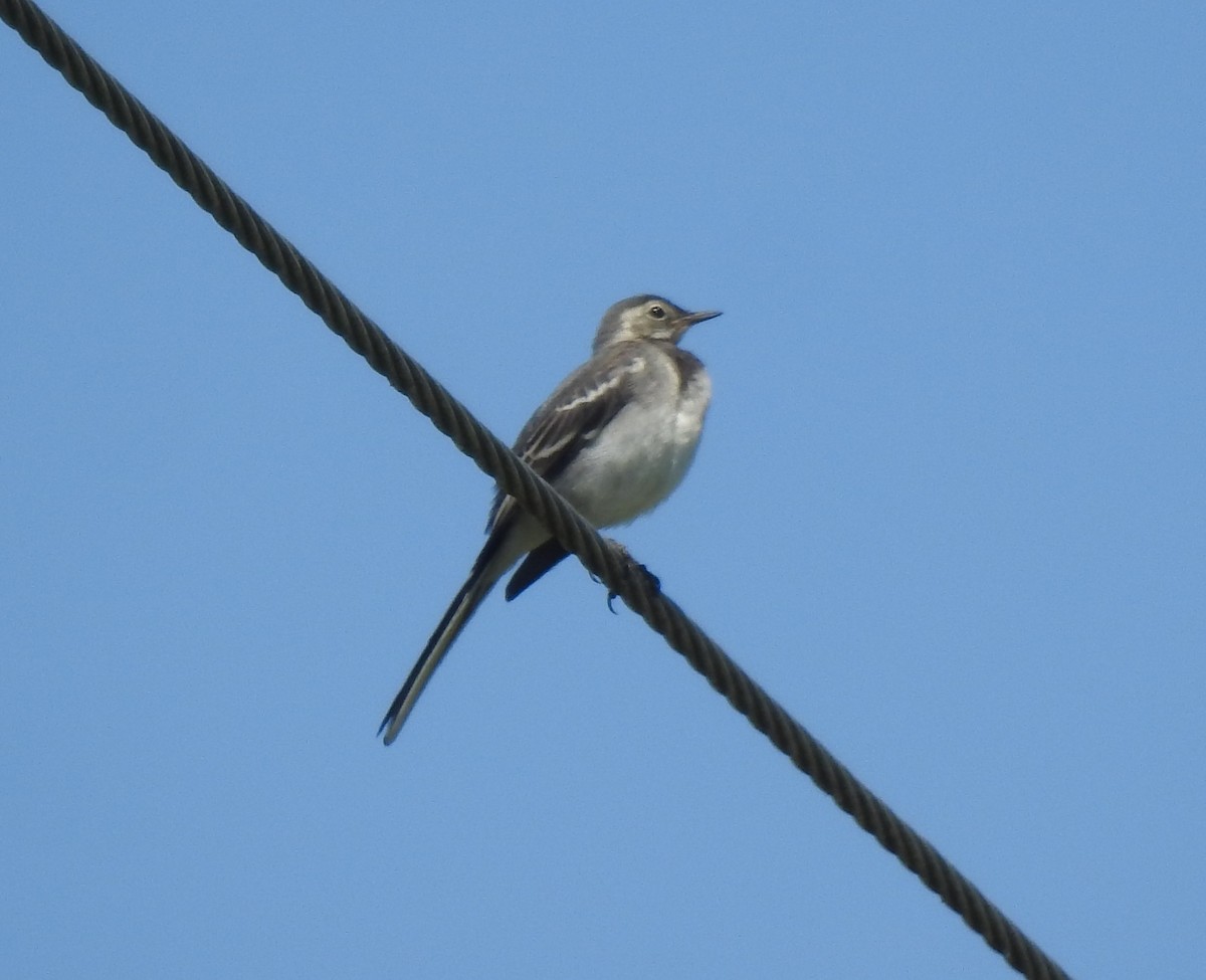 wagtail sp. - ML620881821