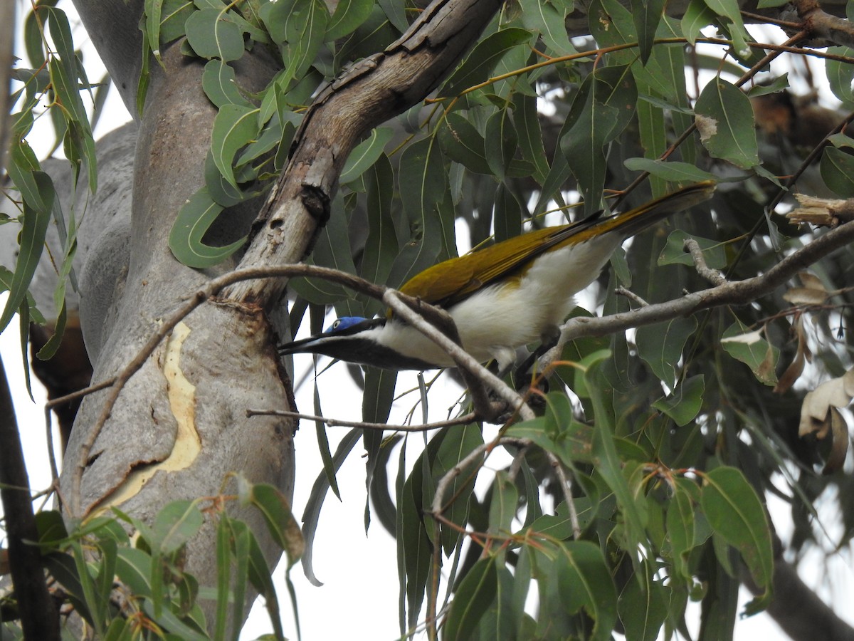 Blue-faced Honeyeater - Monica Mesch