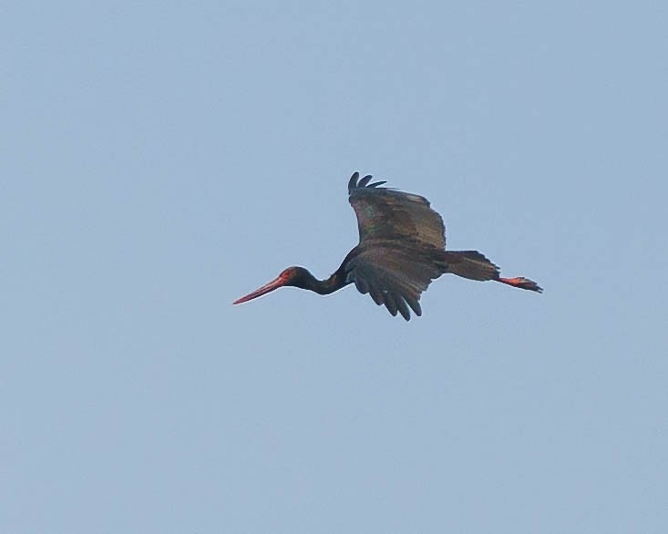 Black Stork - ML620881834