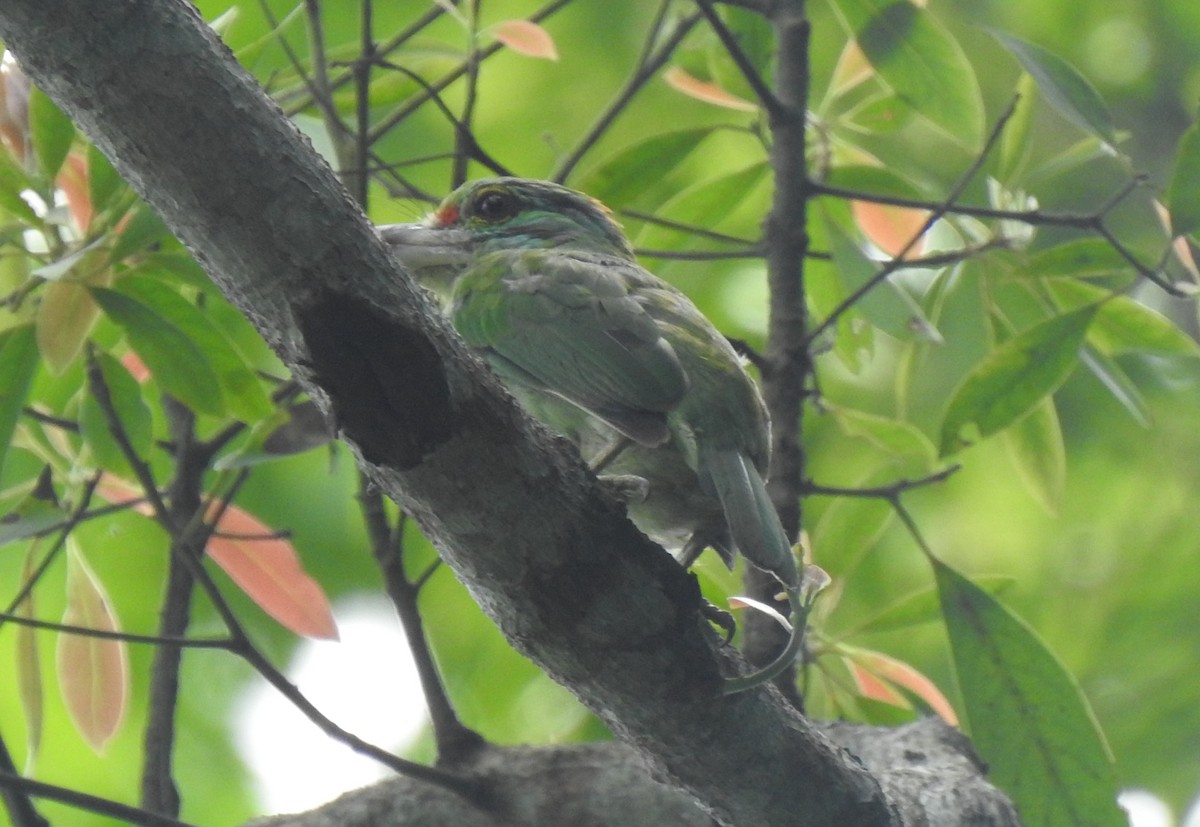 Grünscheitel-Bartvogel - ML620881877