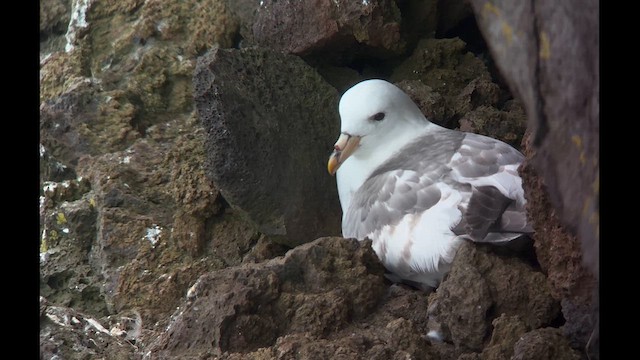 buřňák lední (ssp. rodgersii) - ML620881892