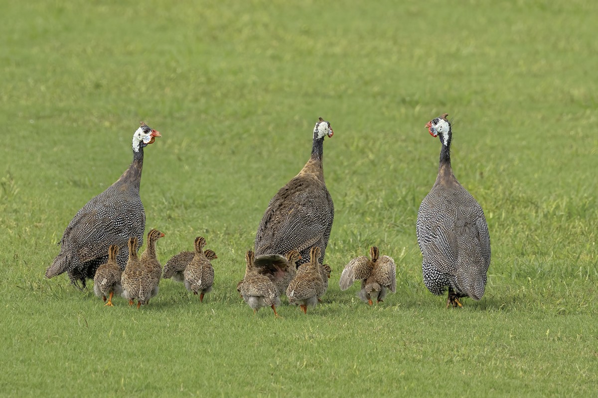 Helmeted Guineafowl (Domestic type) - ML620881923