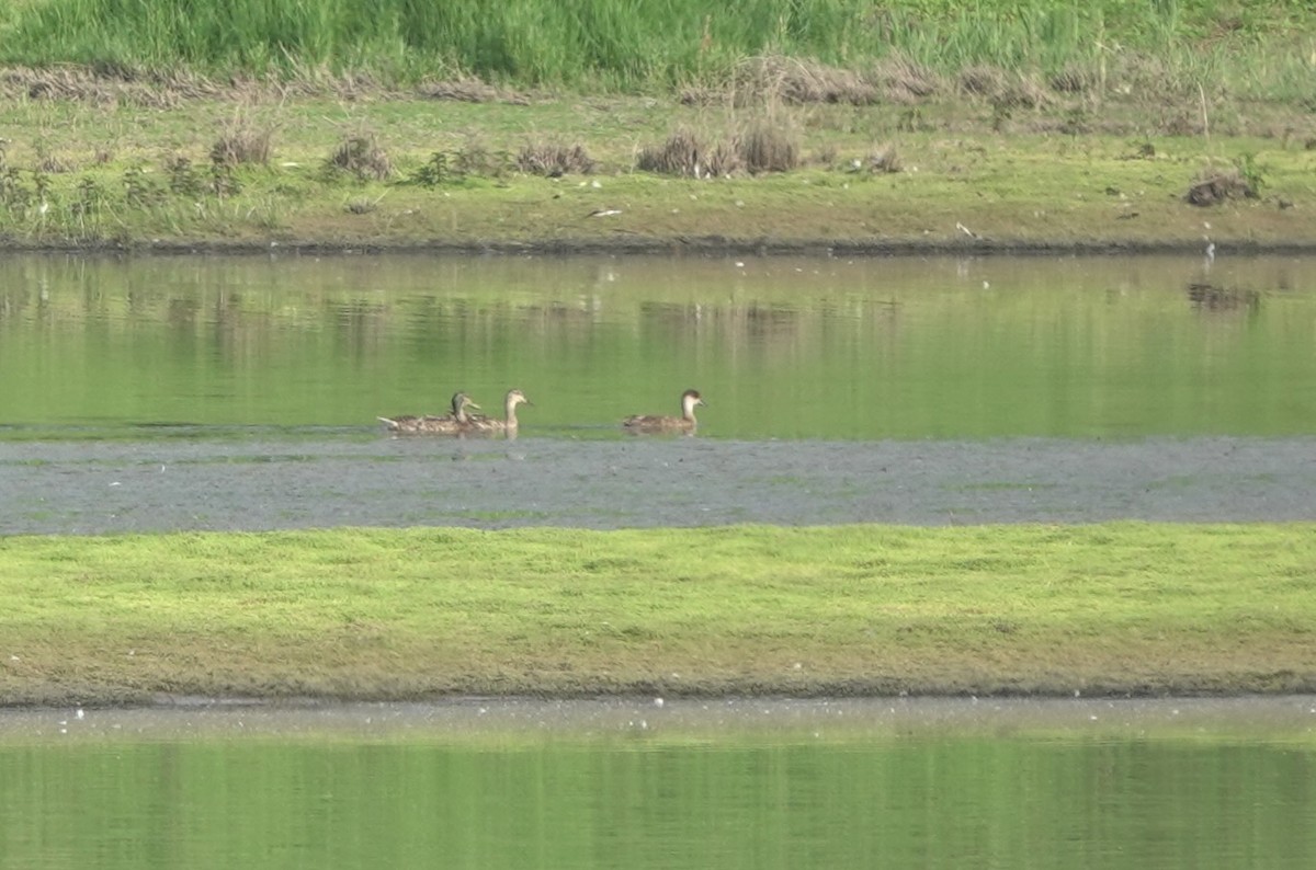 Red-crested Pochard - ML620881974