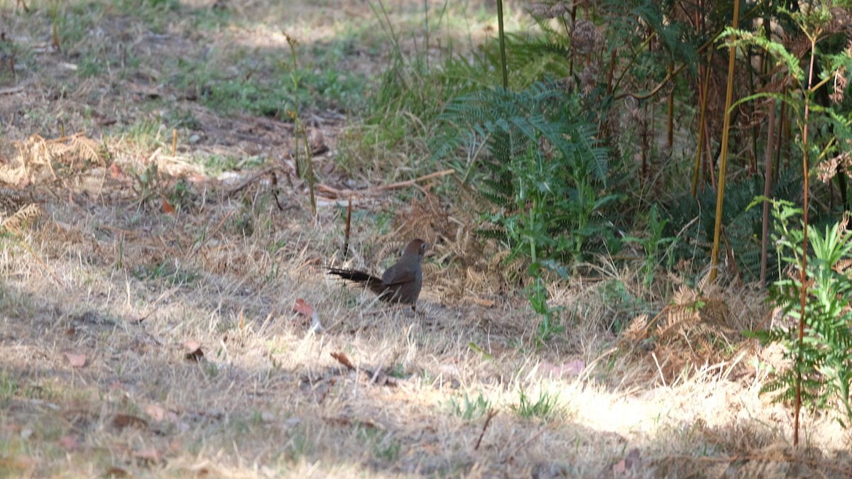 Rotkopf-Borstenvogel - ML620881985