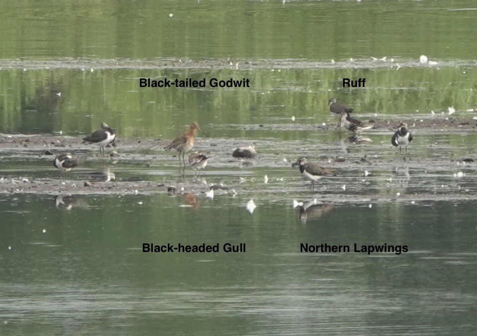 Black-tailed Godwit - ML620881988