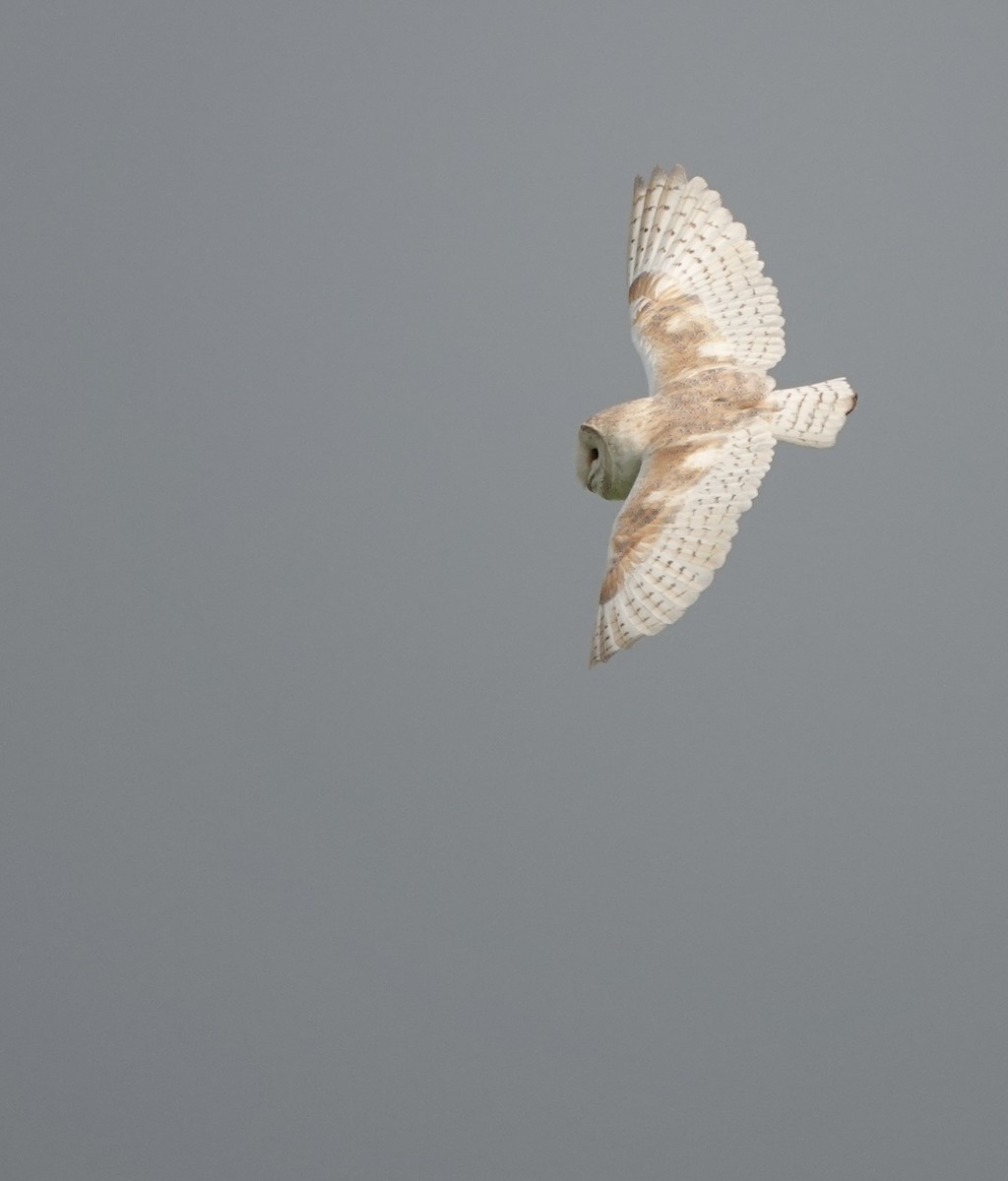 Barn Owl (Eurasian) - ML620882008