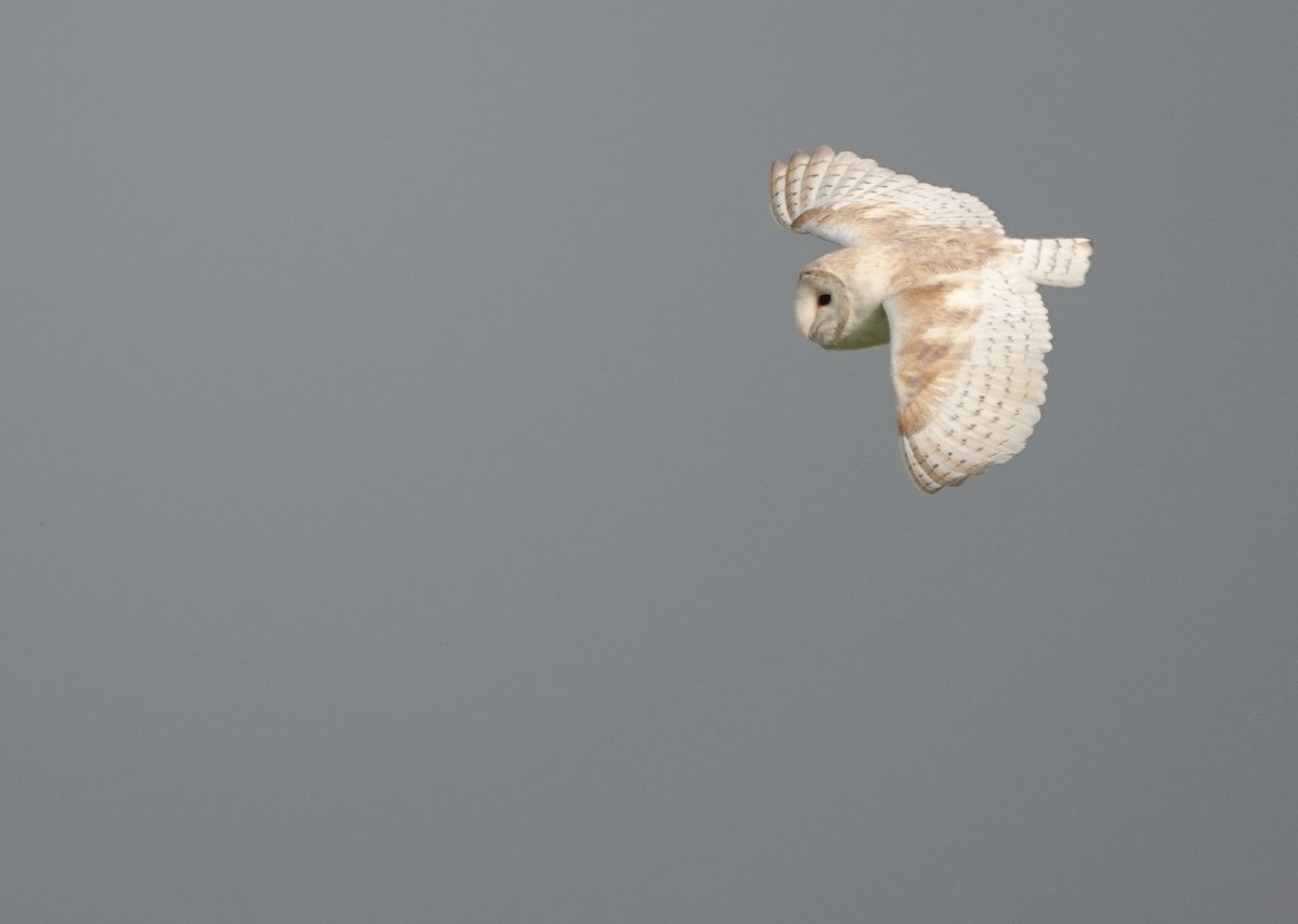 Barn Owl (Eurasian) - ML620882010