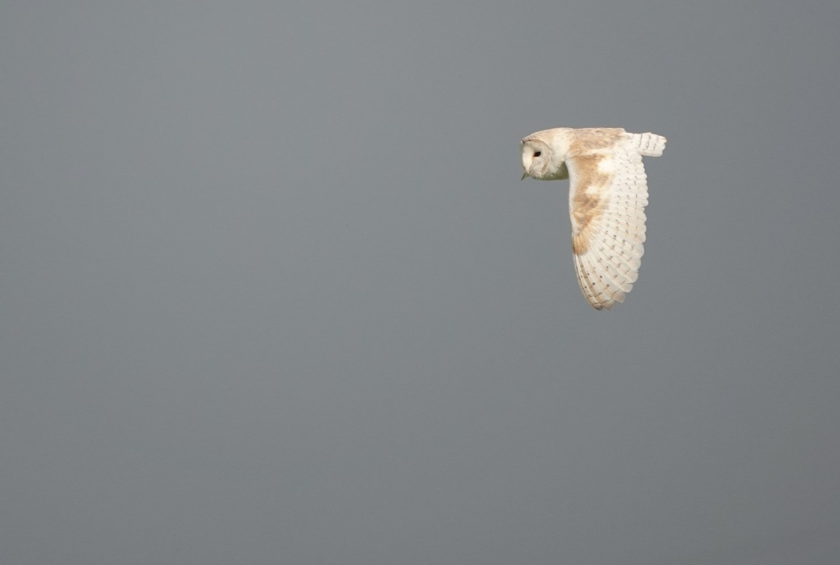 Barn Owl (Eurasian) - ML620882011