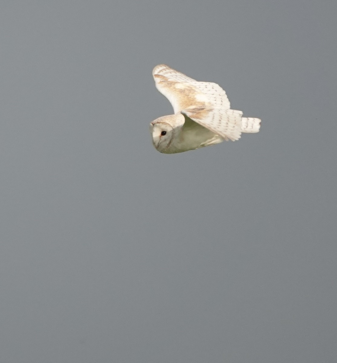 Barn Owl (Eurasian) - ML620882013