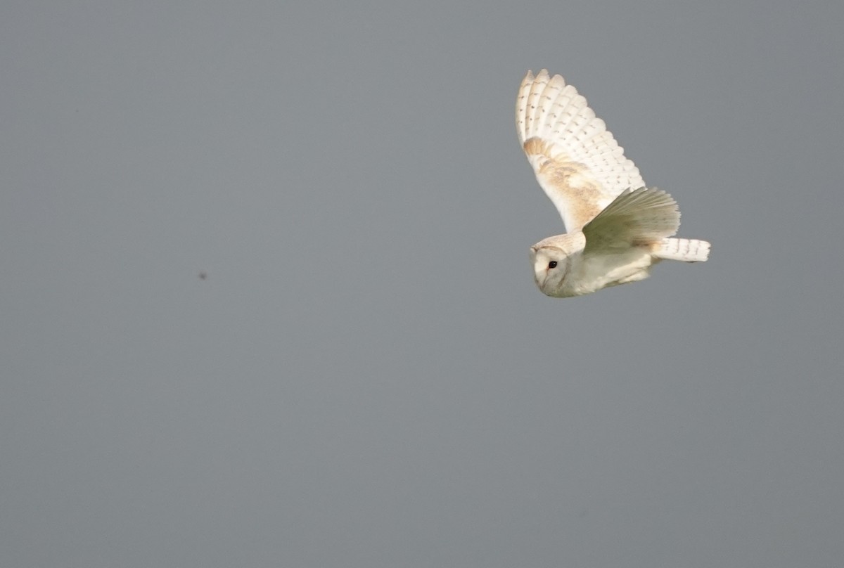 Barn Owl (Eurasian) - ML620882014