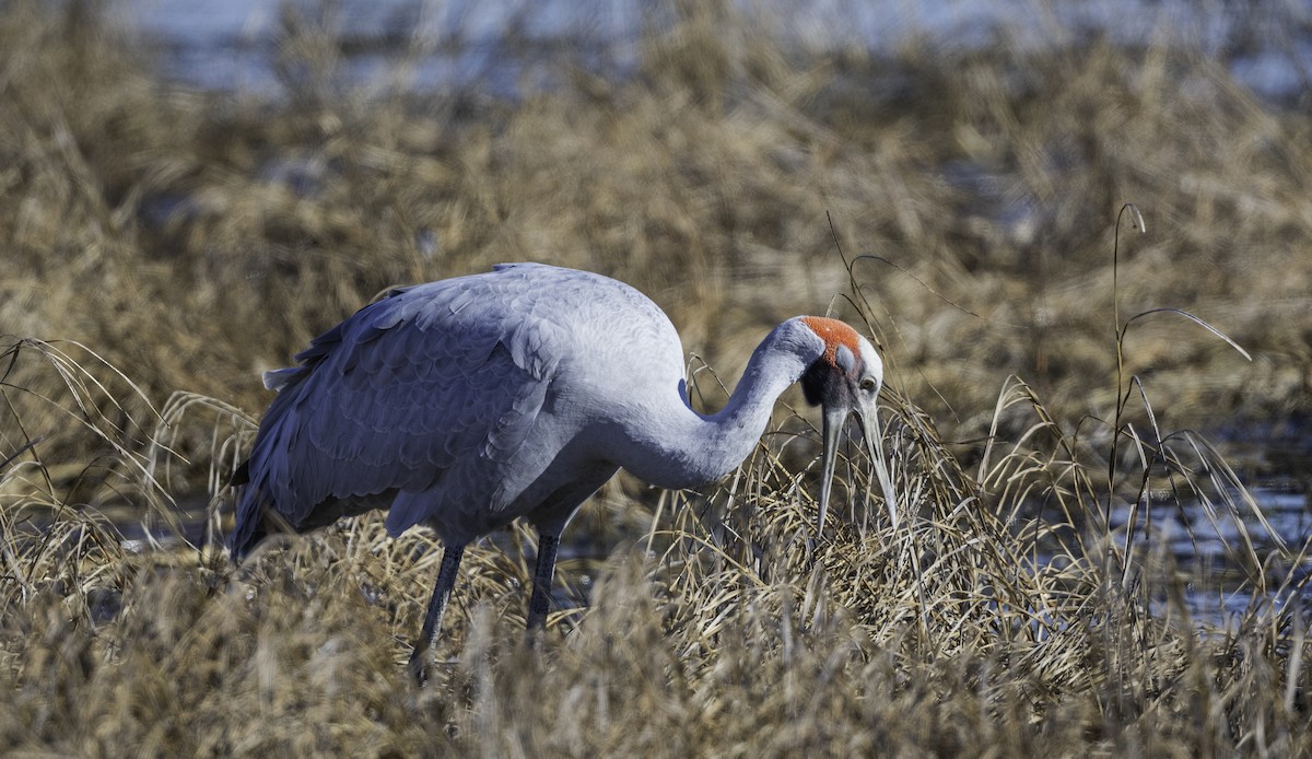 Grulla Brolga - ML620882025