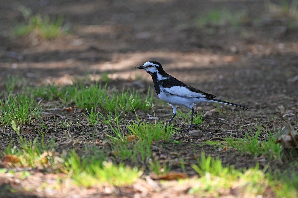 White Wagtail (Black-backed) - ML620882042