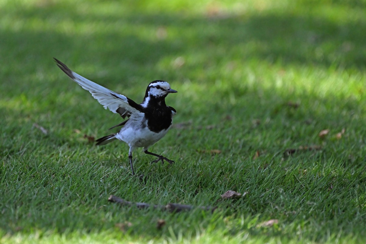 White Wagtail (Black-backed) - ML620882043