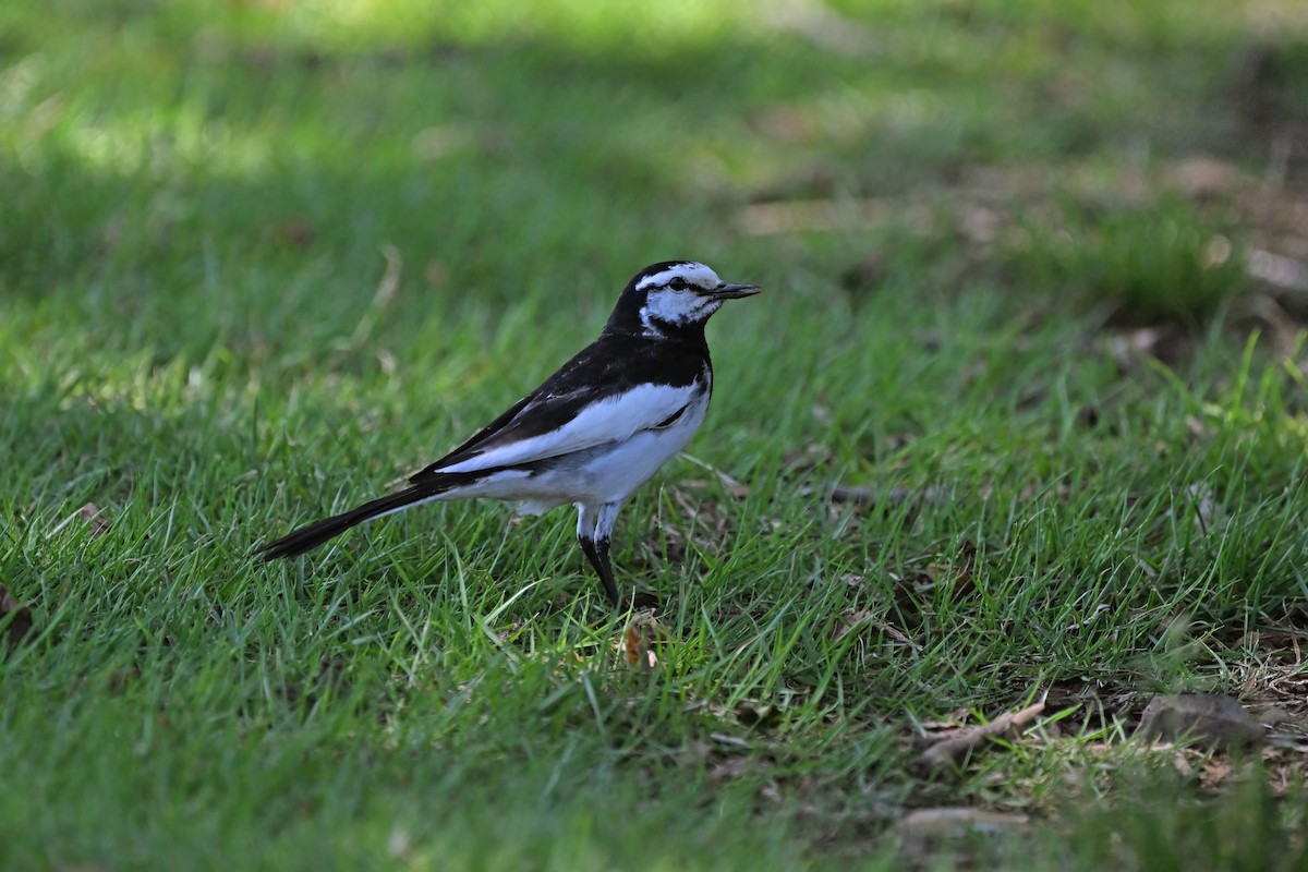 White Wagtail (Black-backed) - ML620882044