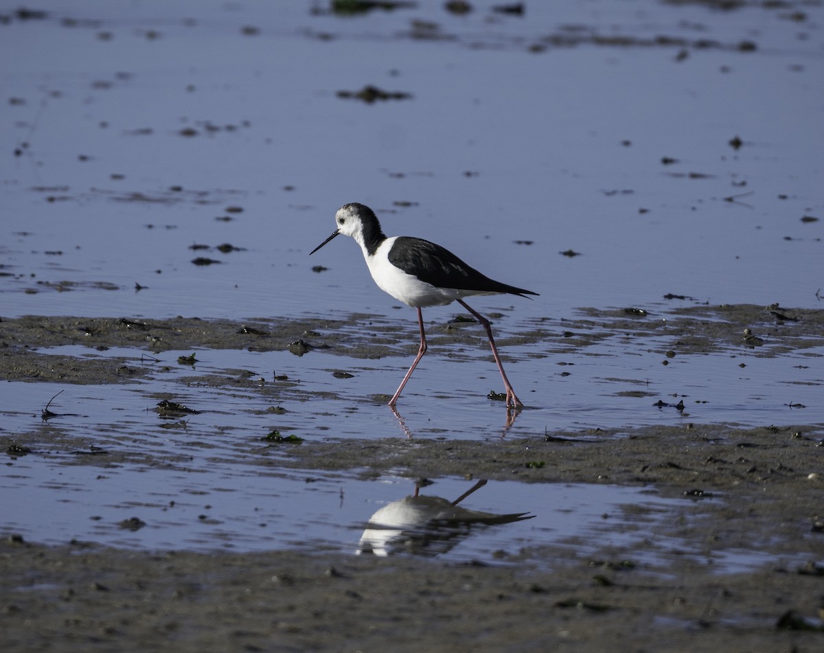 Pied Stilt - ML620882053