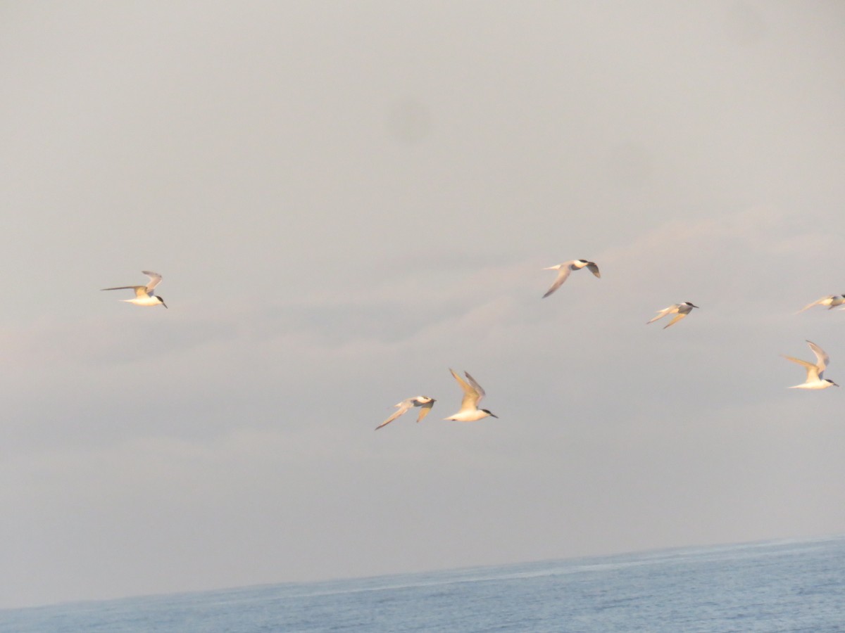 Sandwich Tern - ML620882067