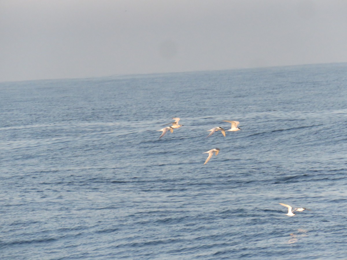 Sandwich Tern - ML620882074