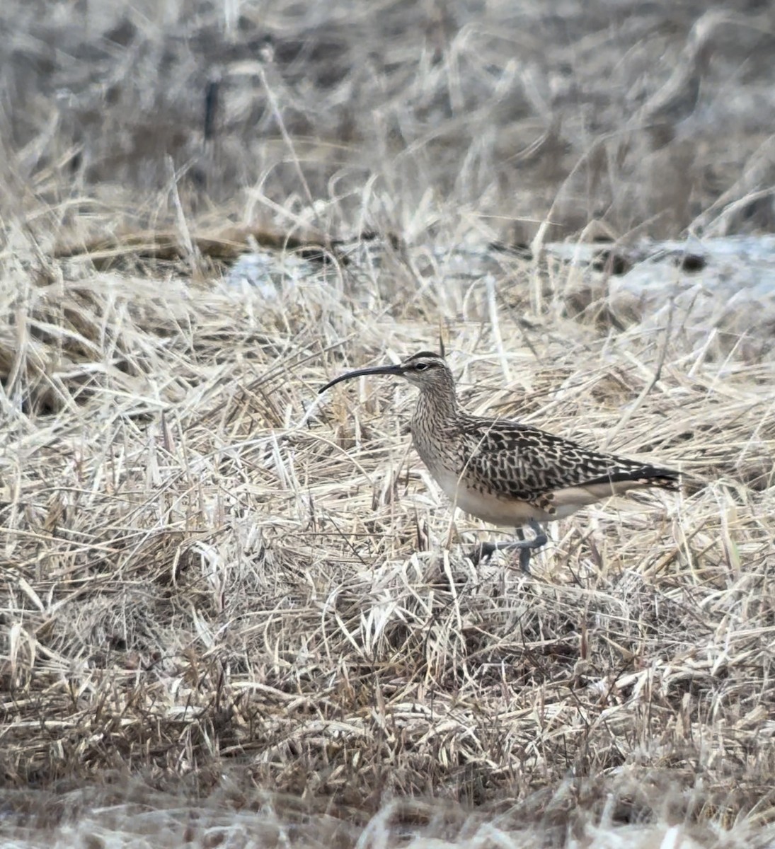 Borstenbrachvogel - ML620882079