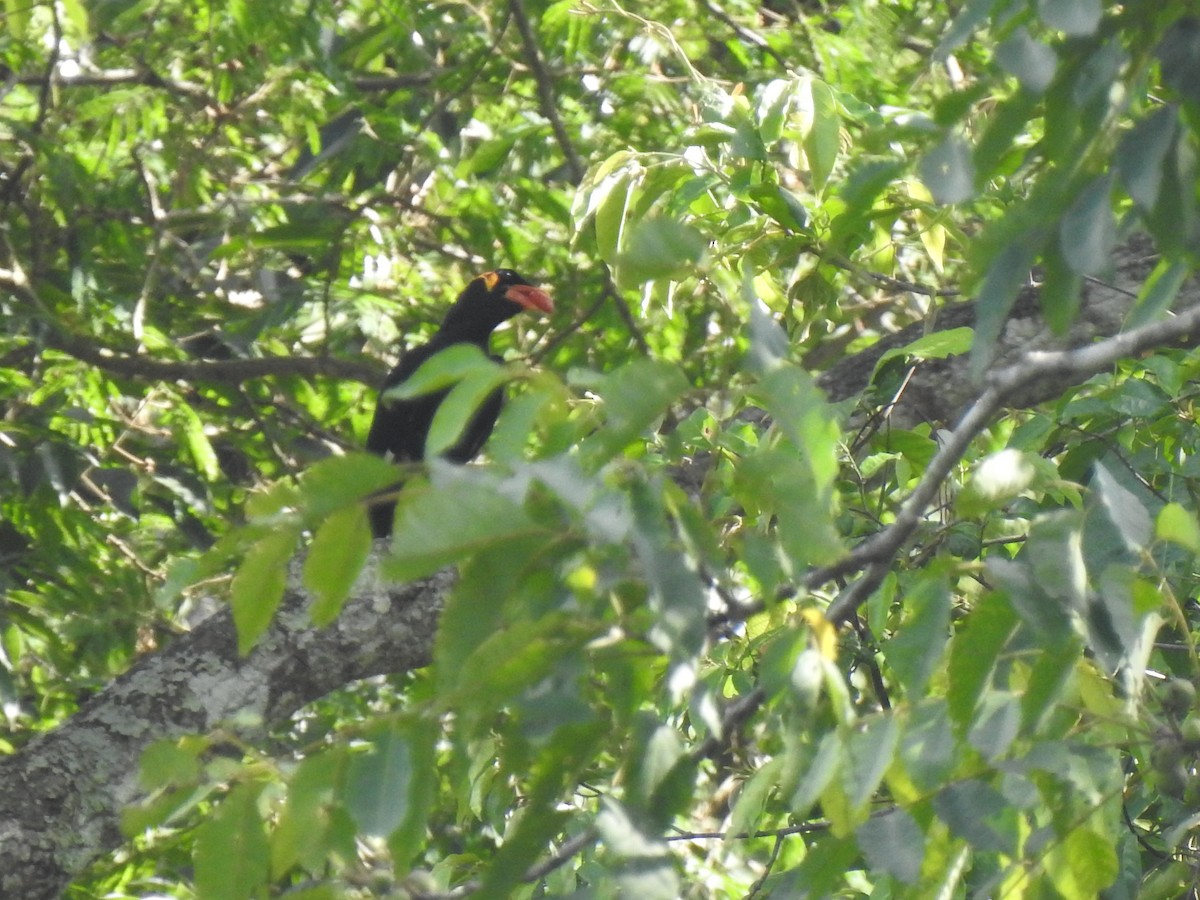 Common Hill Myna - ML620882087