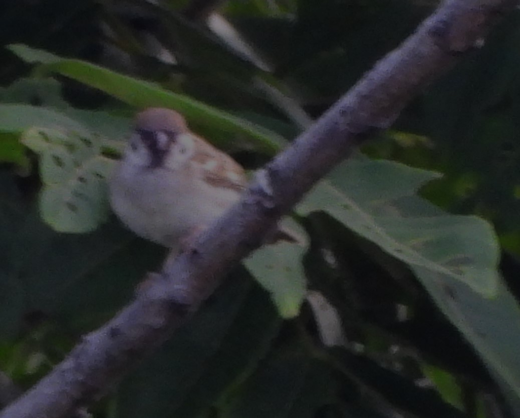 Eurasian Tree Sparrow - ML620882100