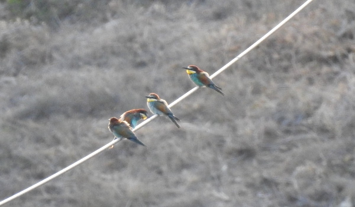 European Bee-eater - ML620882111