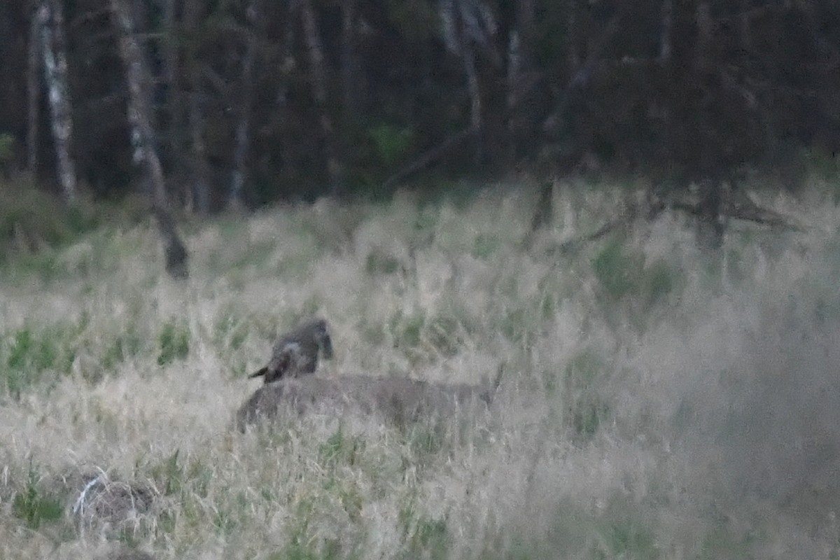 Great Gray Owl (Lapland) - Joye Zhou