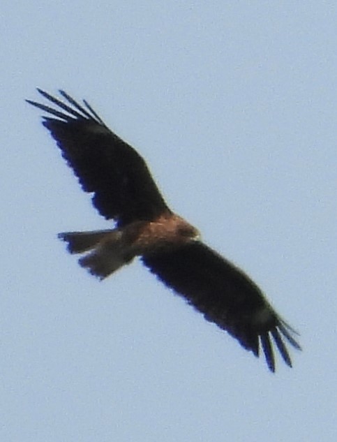 Black Kite (Black-eared) - ML620882122