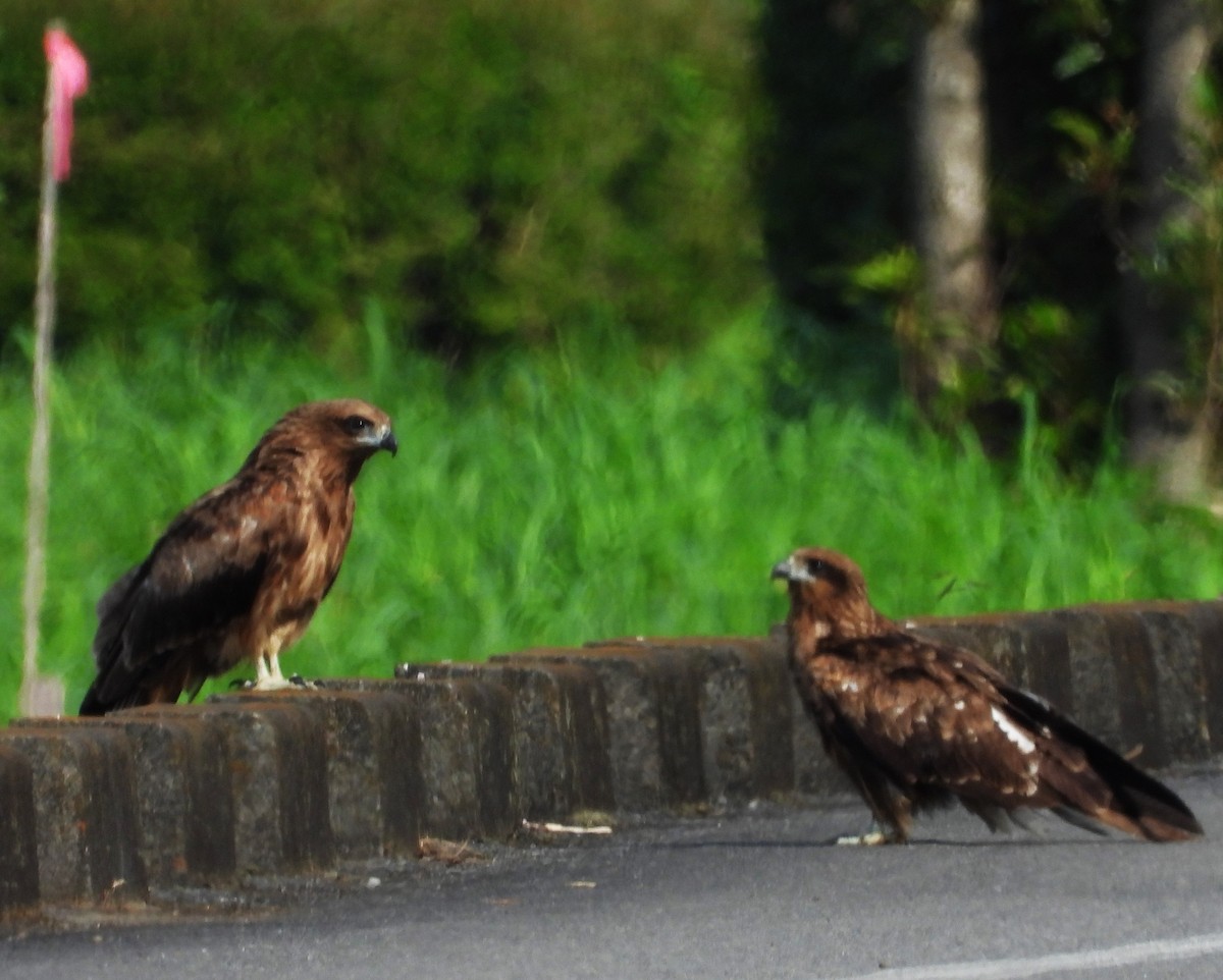 Black Kite (Black-eared) - ML620882123