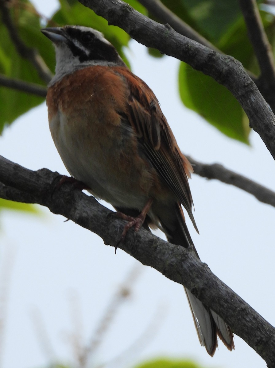 Meadow Bunting - ML620882134