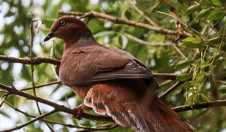 Brown Cuckoo-Dove - ML620882135