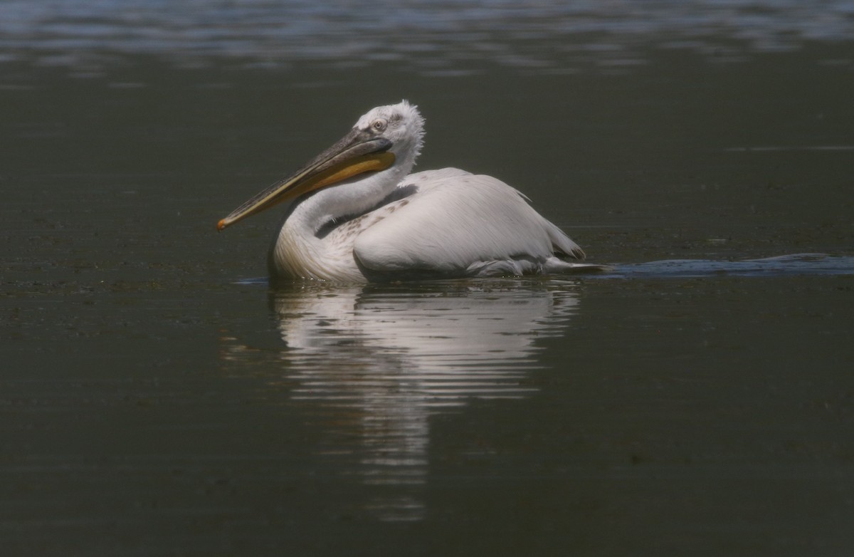 pelikán kadeřavý - ML620882136