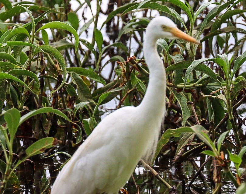 white egret sp. - ML620882141