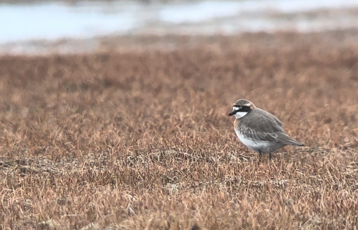 Siberian Sand-Plover - ML620882143