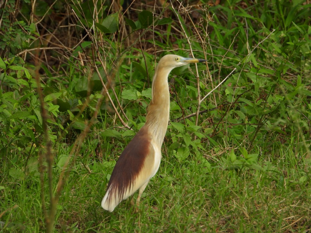 インドアカガシラサギ - ML620882154