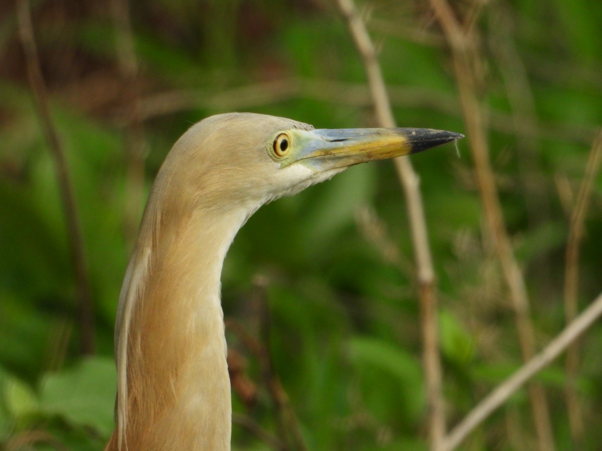Indian Pond-Heron - VANDANA MOON