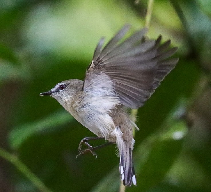 tanımsız Gerygone sp. - ML620882157