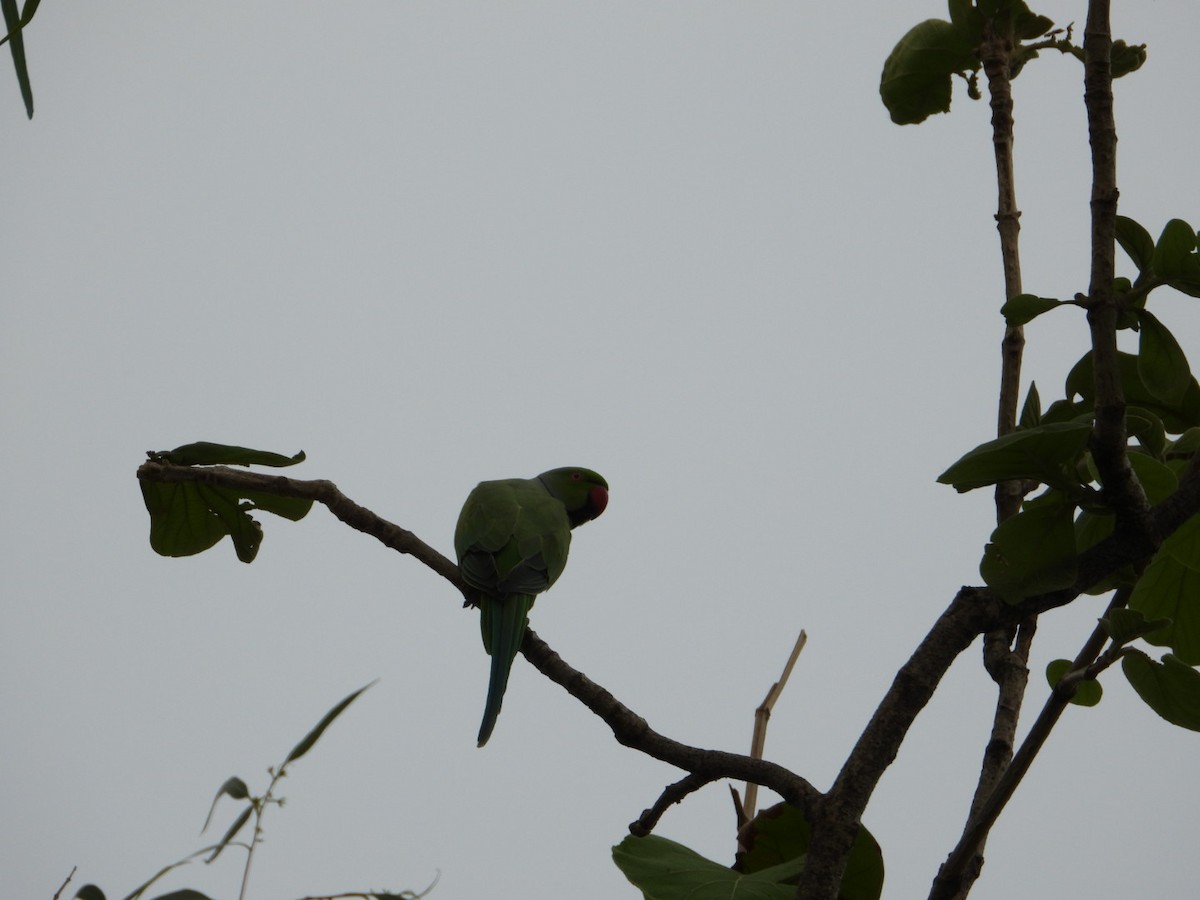 Rose-ringed Parakeet - ML620882165