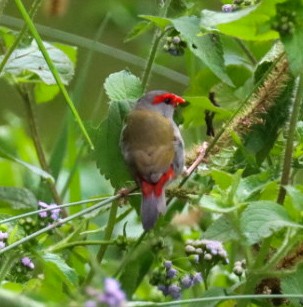 Red-browed Firetail - ML620882166