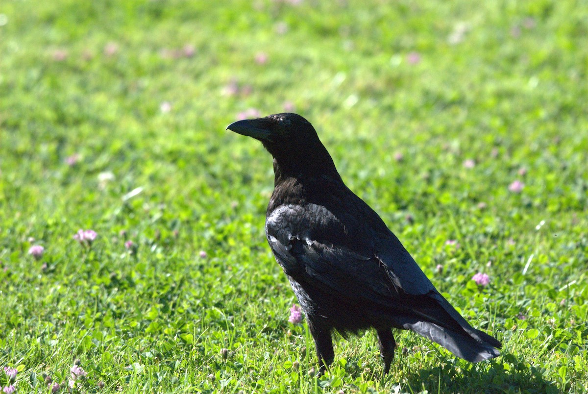 Carrion Crow - ML620882174