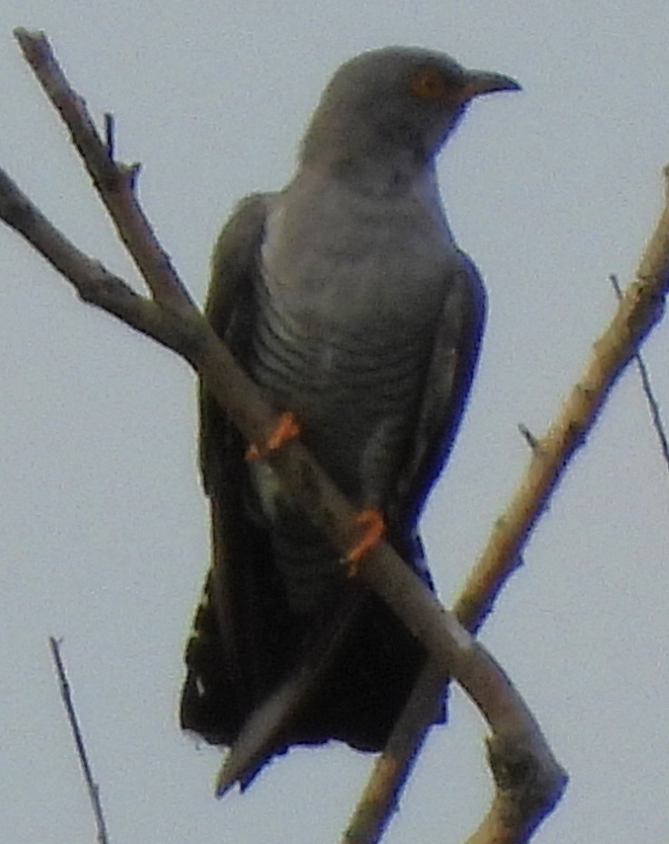 Common Cuckoo - ML620882176