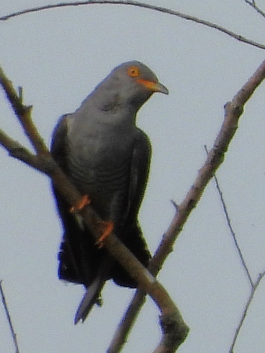 Common Cuckoo - ML620882177