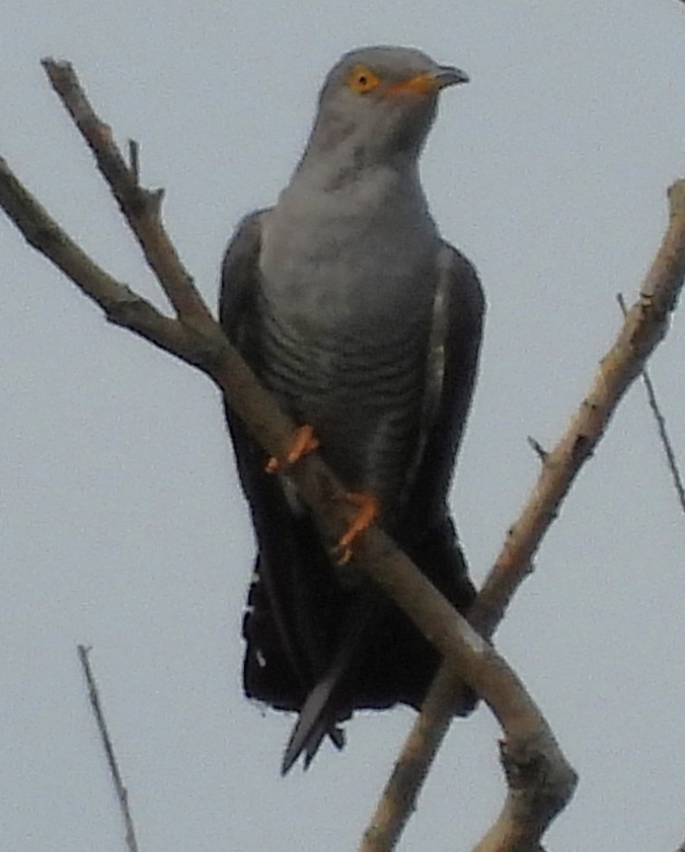 Common Cuckoo - ML620882178