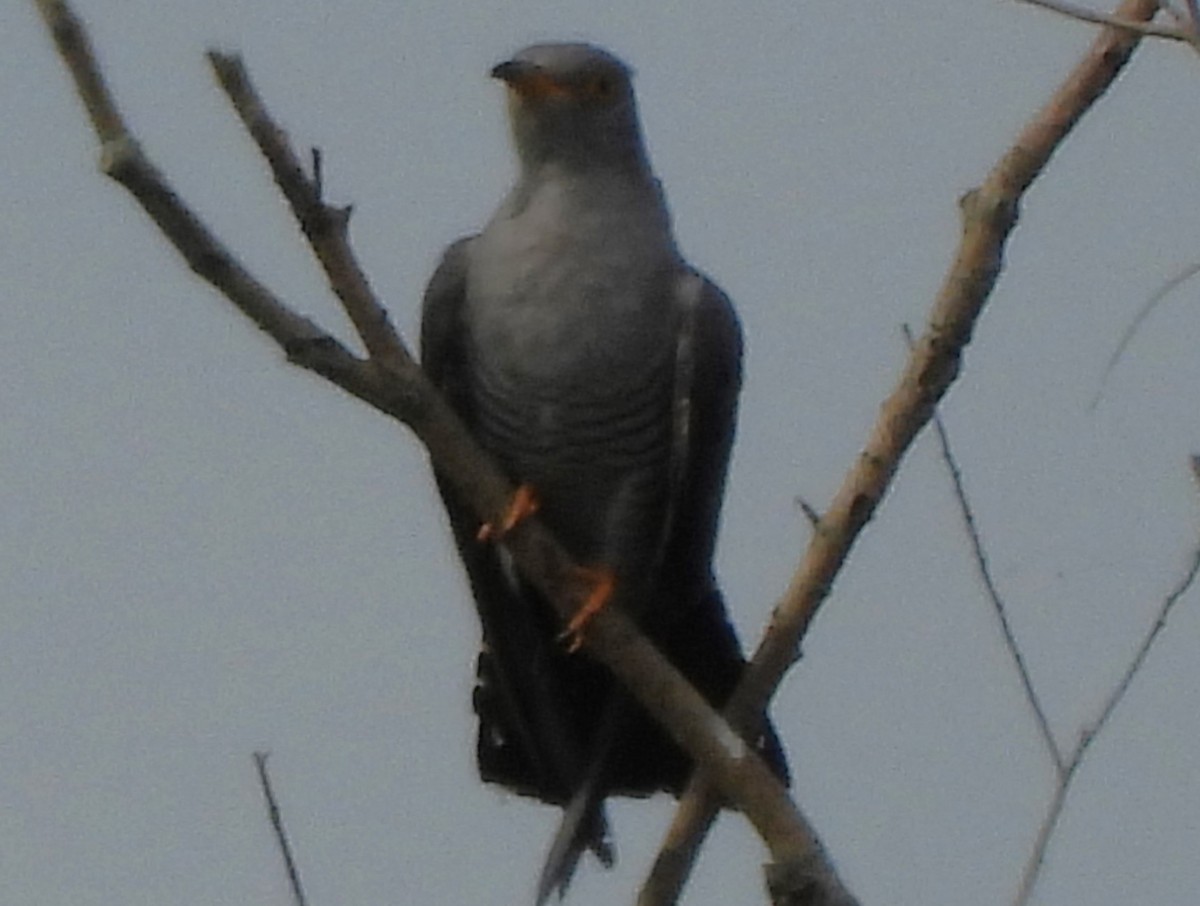 Common Cuckoo - ML620882179